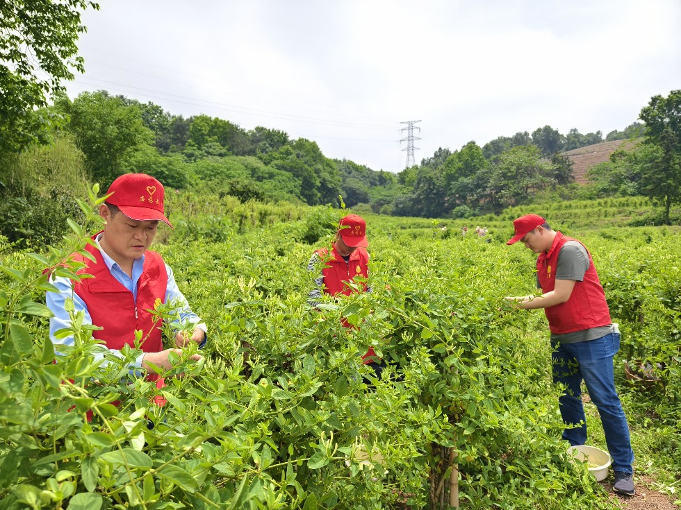 4.市煙草局組織青年黨團員開展助農(nóng)志愿服務(wù)活動.jpg