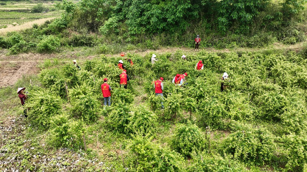4.市煙草局組織青年黨團員開展助農(nóng)志愿服務(wù)活動2.jpg
